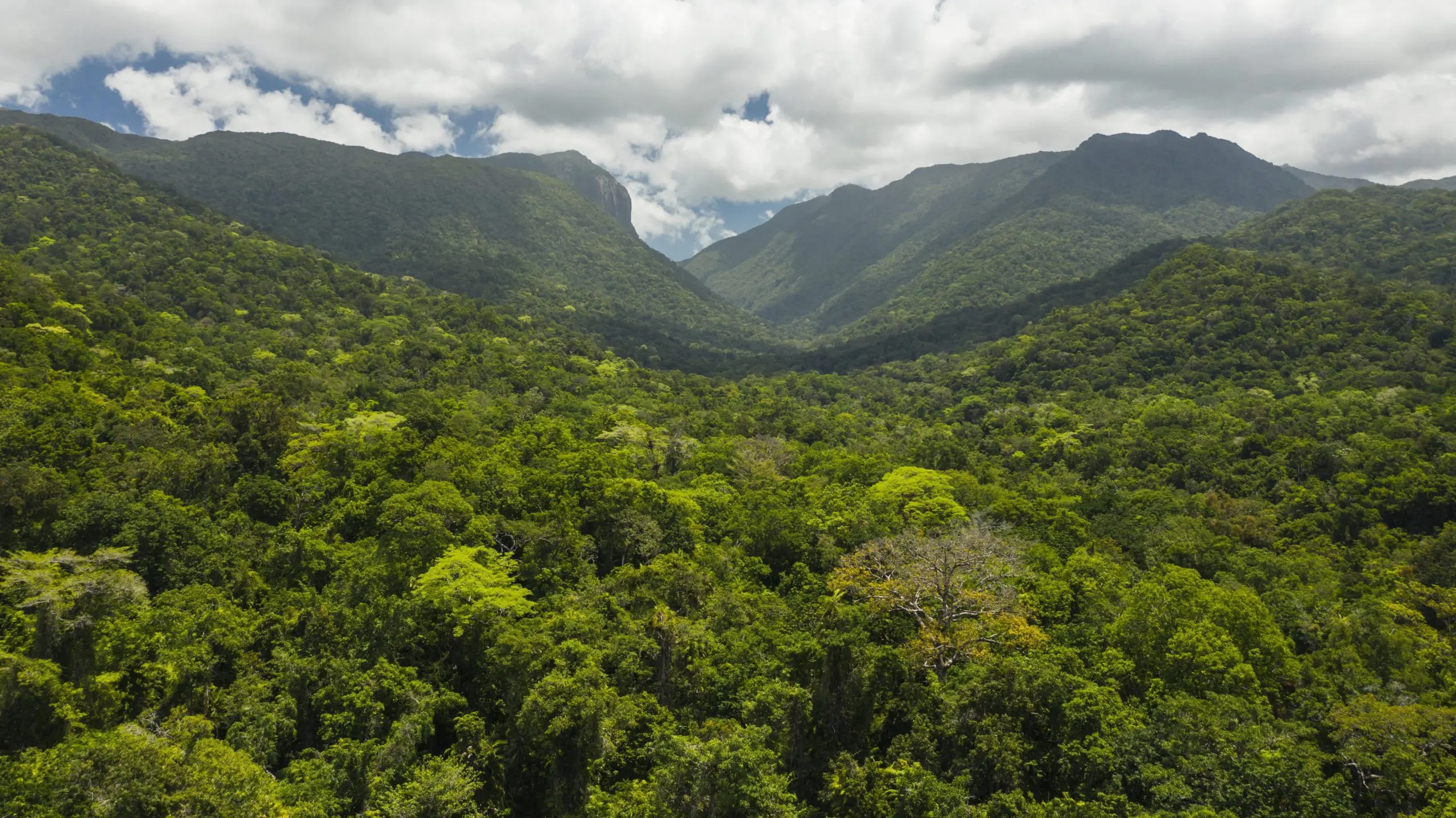 Daintree Rainforest