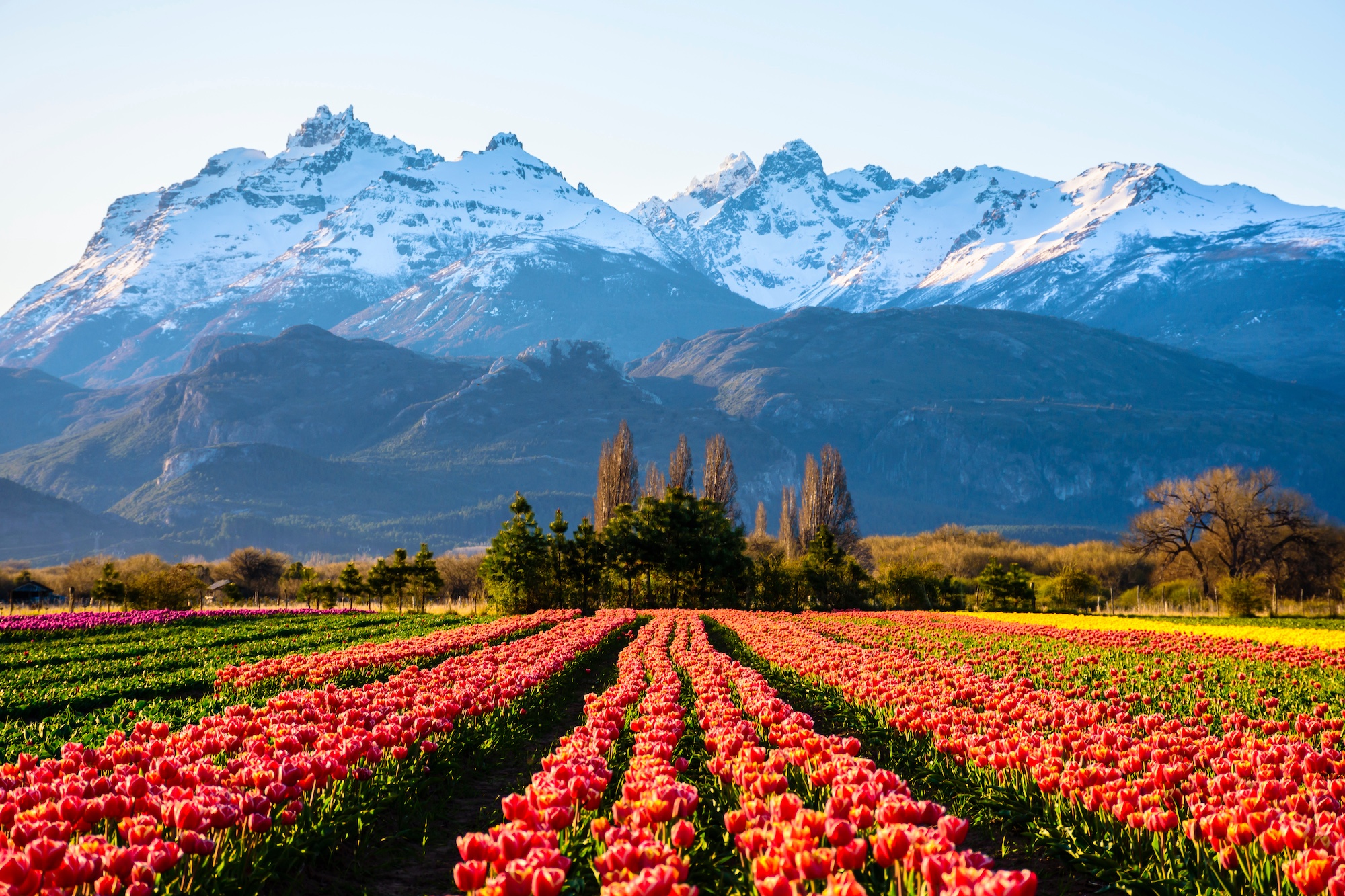 Read more about the article Argentina