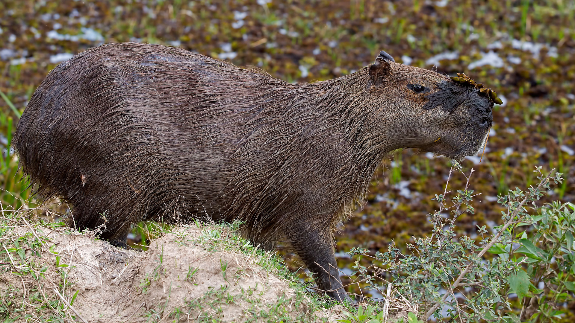 Capybara-Ibera-Wetlands-Argentina