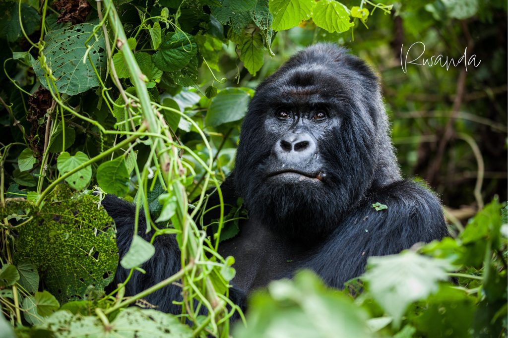 Gorillas Rwanda