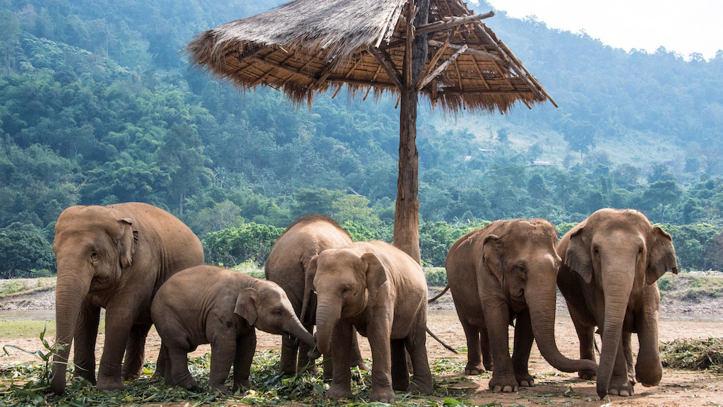 Chiang-Mai-Elephants